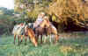 Marc-Marie-horses.jpg (231988 bytes)