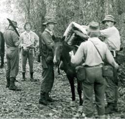 Pack Horses of the British Trans-Americas Expedition .jpg